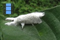 Scene 51_White Wooly moth on a Leaf